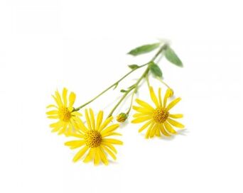 Arnica - la composition du spray Hondrox